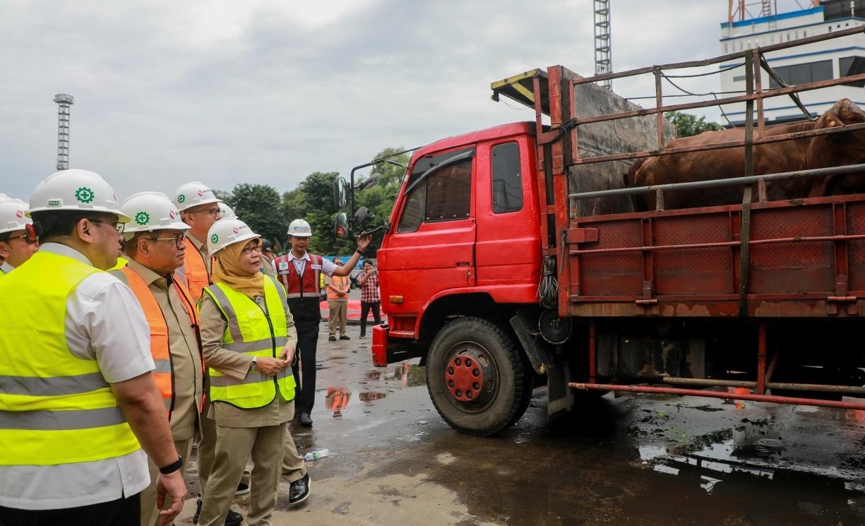 Perumda Dharma Jaya Impor Ribuan Sapi dari Australia, Gubernur Pramono Sebut Sebagi Momentum Penting Setelah 28 Tahun