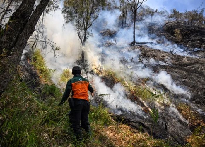 Bromo Kembali Dibuka, Tapi Ada Tantangan Besar Setelah Ribuan Wisatawan Terdampak Karhutla