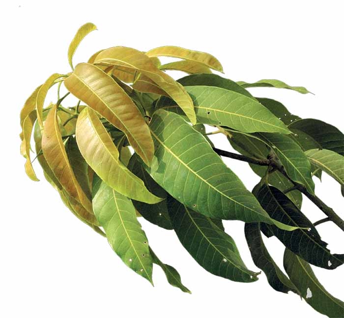 9 Manfaat Daun Mangga untuk Kesehatan, Masih Sedikit Orang yang Tahu