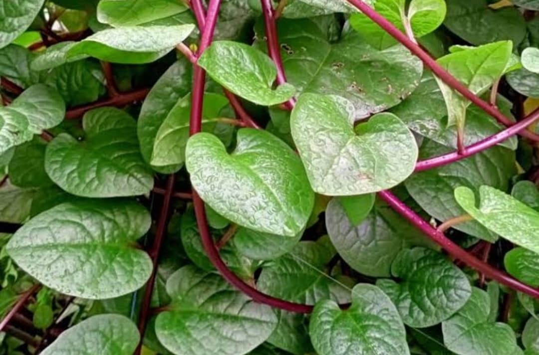 7 Manfaat Daun Binahong untuk Obat Herbal dan Kecantikan