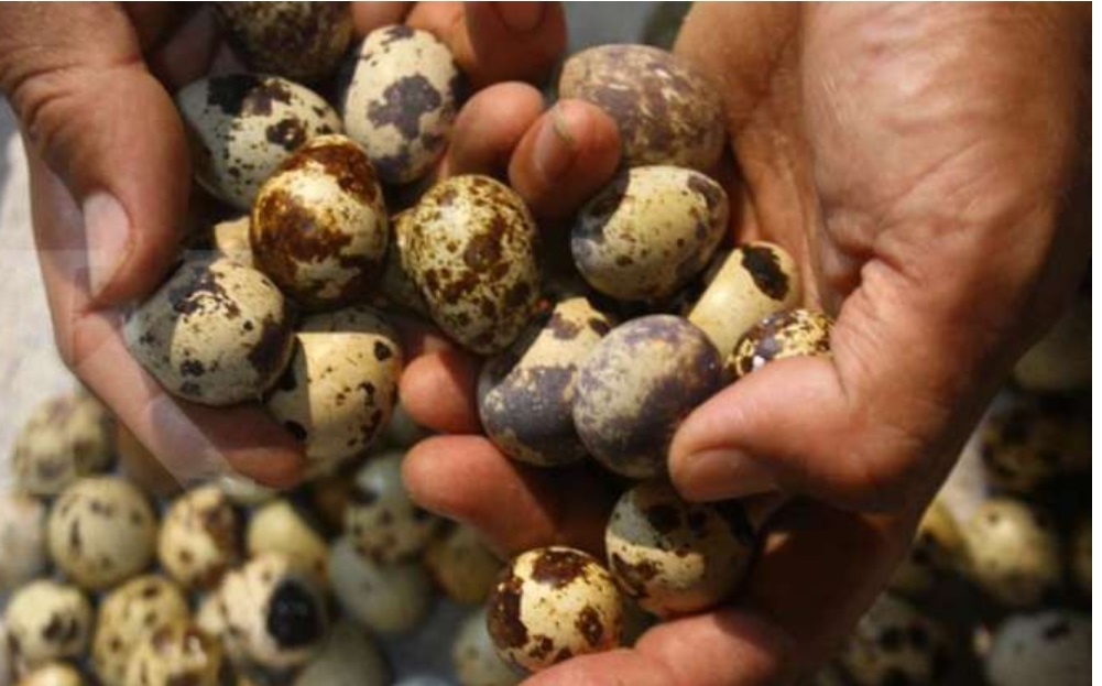 9 Khasiat Telur Puyuh Bagi Kesehatan, Balita dan Ibu Hamil Sangat Dianjurkan Mengonsumsinya