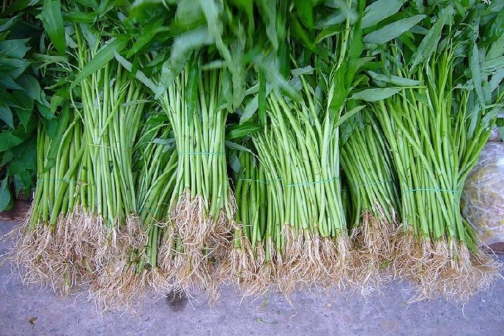 Tak Hanya untuk Sayur, Ini 8 Manfaat Kangkung untuk Kesehatan