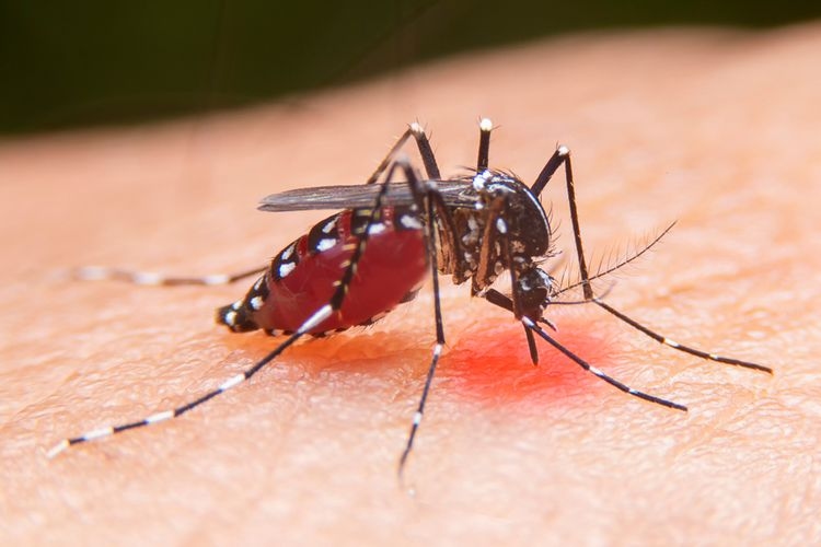 22 April Hari DBD Nasional, Kenali Ciri-ciri dan Cara Mencegah Nyamuk Aedes Aegypti Berkembang Biak