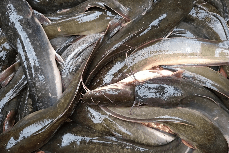 5 Tips Menghilangkan Lendir Pada Ikan Lele Agar Tidak Licin Saat Dibersihkan, Bahan-bahannya Mudah Didapat dan Murah