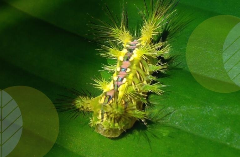 Viral di Medsos! Ada Ulat Bulu yang Sengatannya Bisa Sebabkan Kematian Hanya Dalam Waktu 4 Jam, Begini Penjelasan Kemenkes RI