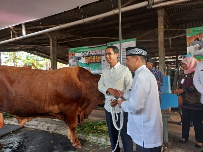 Idul Adha 2024 Ini, Pemprov DKI Tebar 621 Ekor Sapi Qurban ke Seluruh Wilayah, Heru Budi: Masing-masing Penerima Daging Qurban Akan Diberi Kupon