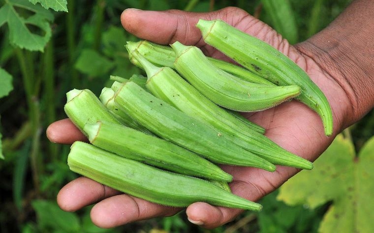 Mengenal Okra, Sayuran dengan Segudang Manfaat Bagi Kesehatan Tubuh, Berikut 11 di Antaranya