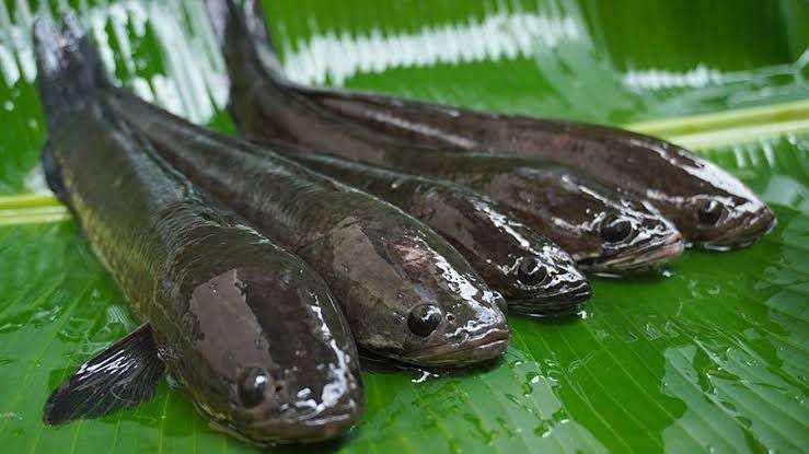 6 Manfaat Makan Ikan Gabus untuk Kesehatan, dari Mempercepat Penyembuhan Luka hingga Mengontrol Gula Darah