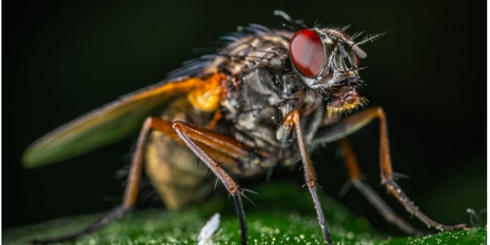 Hati-hati saat Ada Lalat yang Hinggap di Bagian Tubuh, Seorang Pria Kehilangan Penglihatan Hanya Karena Menepuk Lalat yang hinggap di Wajahnya