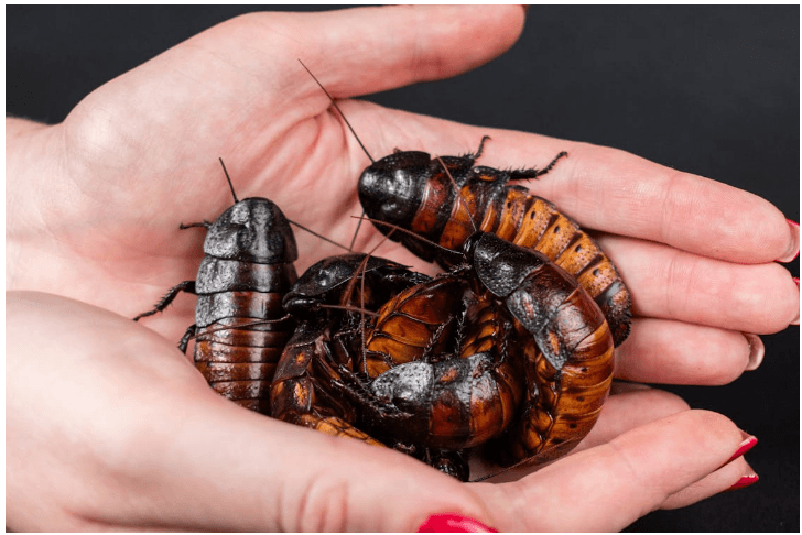 Langka Terjadi! Gara-gara Tak Sengaja Menghirup Kecoa saat Tidur, Seorang Pria Alami Bau Mulut Tiga Hari