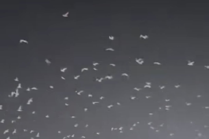 Kepergian Paus Fransiskus Disambut Fenomena Langit Aneh, Burung Putih Mengitari Basilika