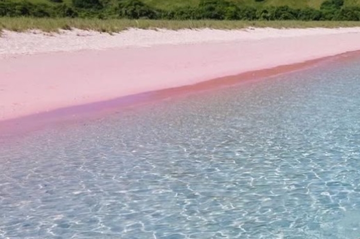 Pink Beach Komodo, Pesona Merah Muda yang Rebut Gelar Pantai Terindah Dunia 2025