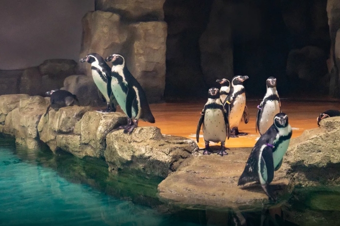 Harga Tiket Samudra Ancol Agustus 2025, Ada Promo Hemat Banget!