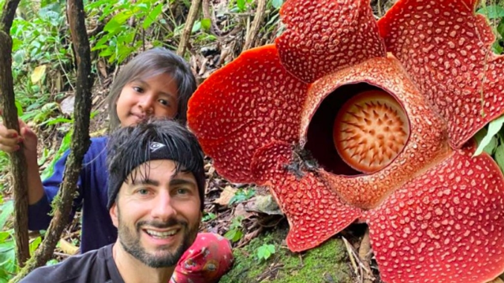 Langka, Dua Bunga Rafflesia Arnoldii Mekar Serempak di Rejang Lebong