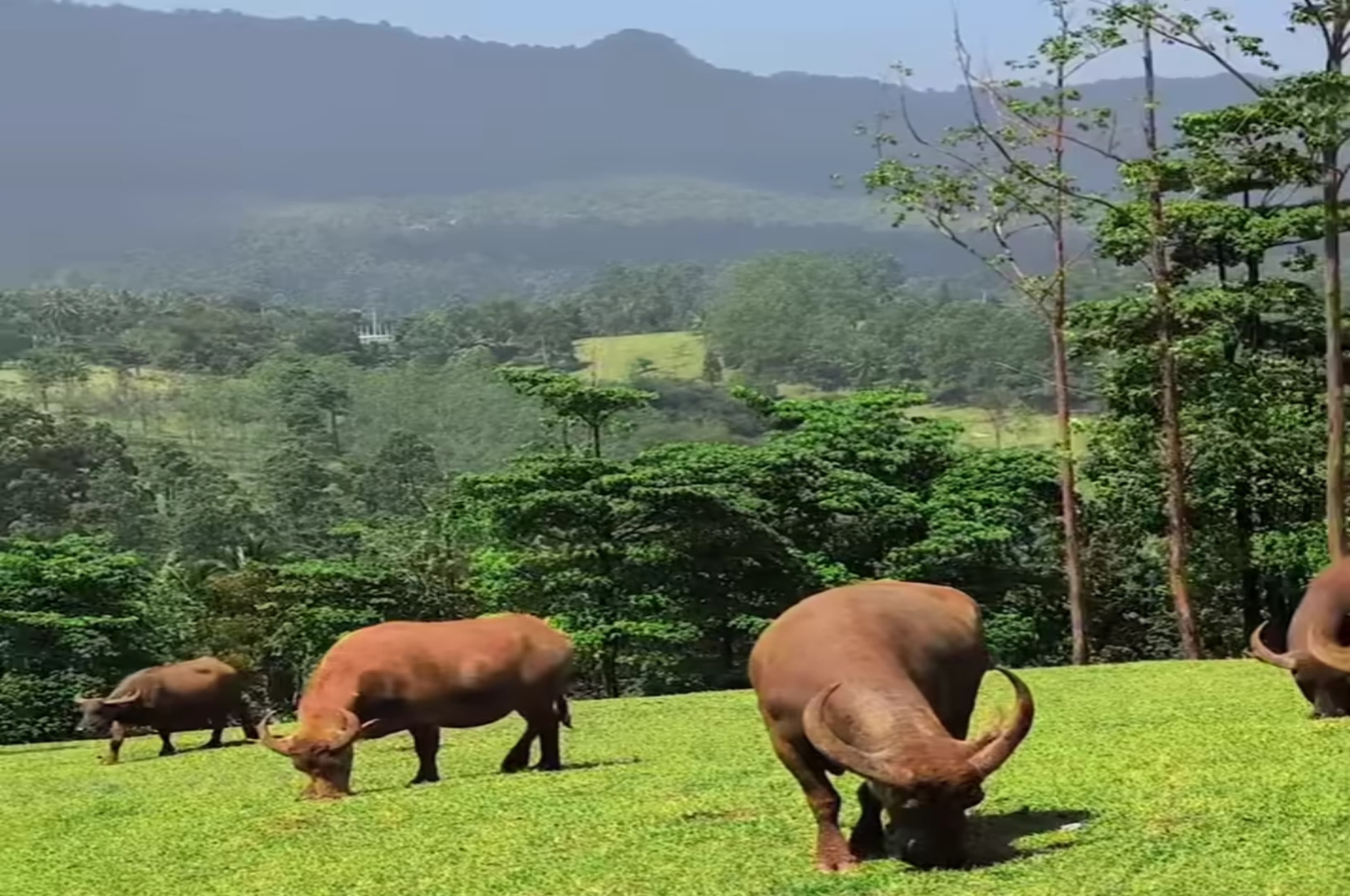 Bukit Waruwangi, Wisata Alam Tenang dengan Panorama Perbukitan Hijau di Banten