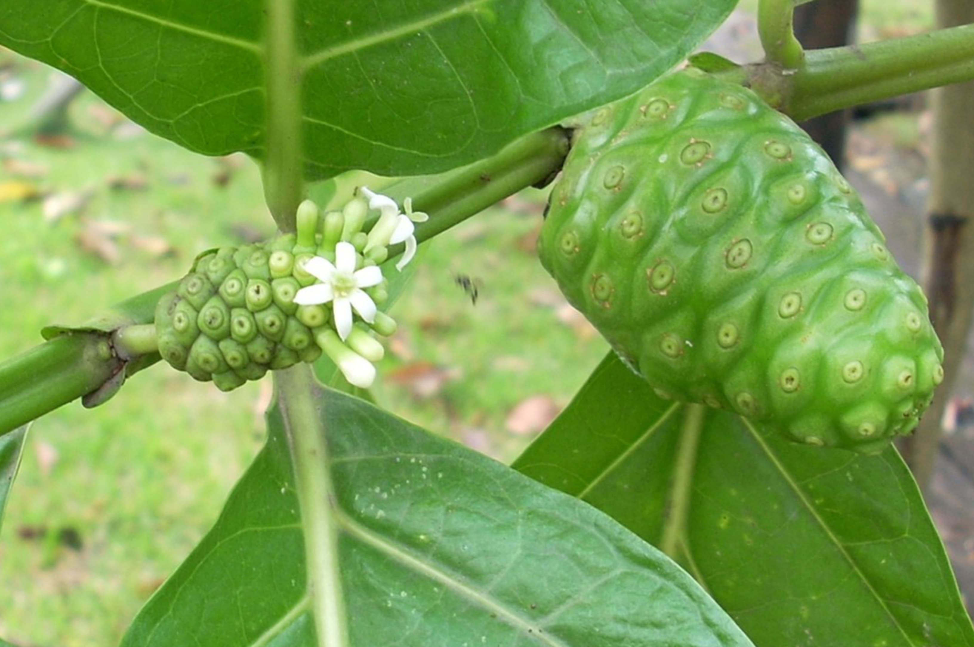 Mengkudu, Buah Beraroma Kuat dengan Manfaat Kesehatan yang Tak Terduga