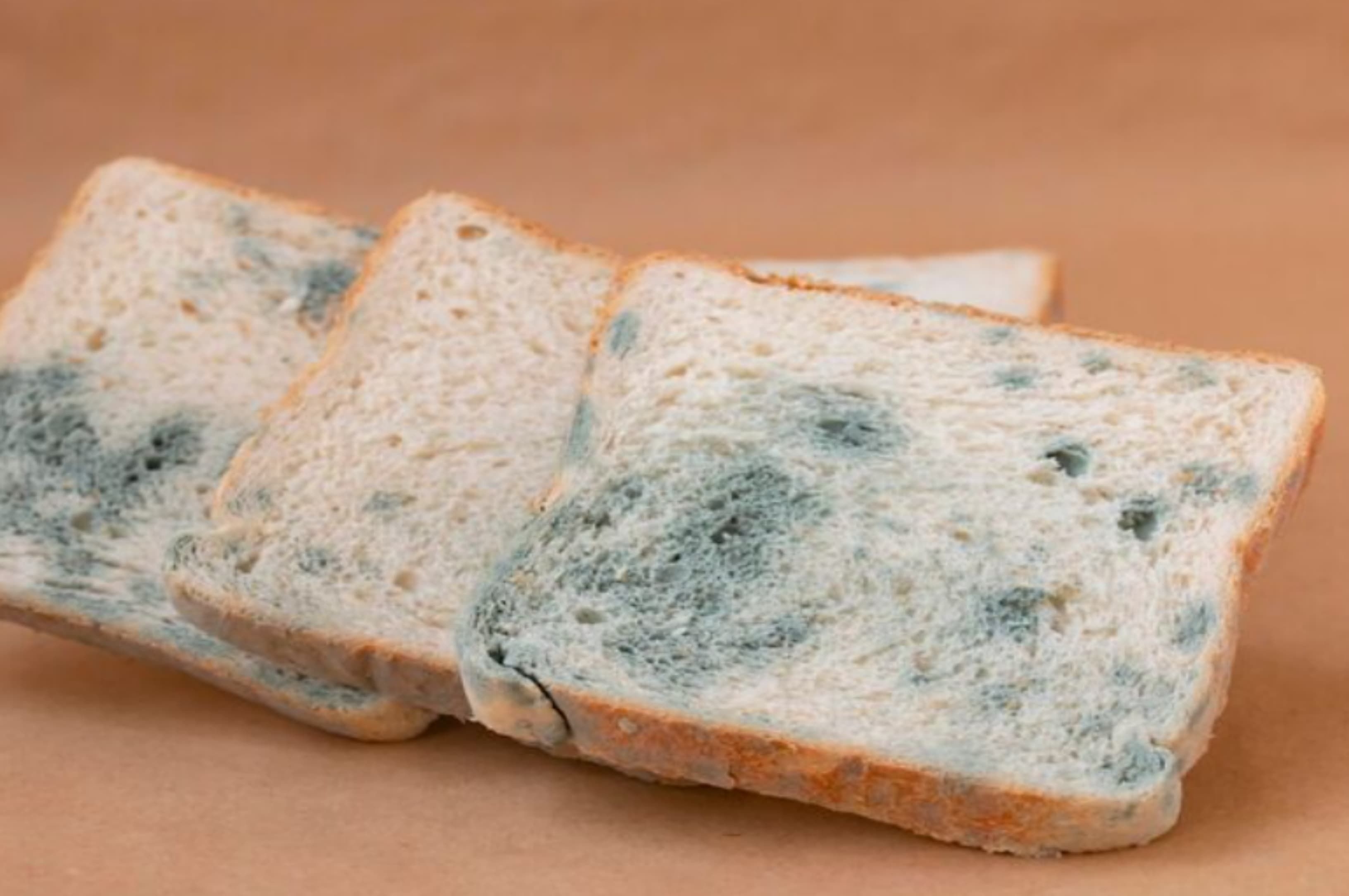 Bahaya Mengonsumsi Roti Berjamur yang Sering Dianggap Sepele