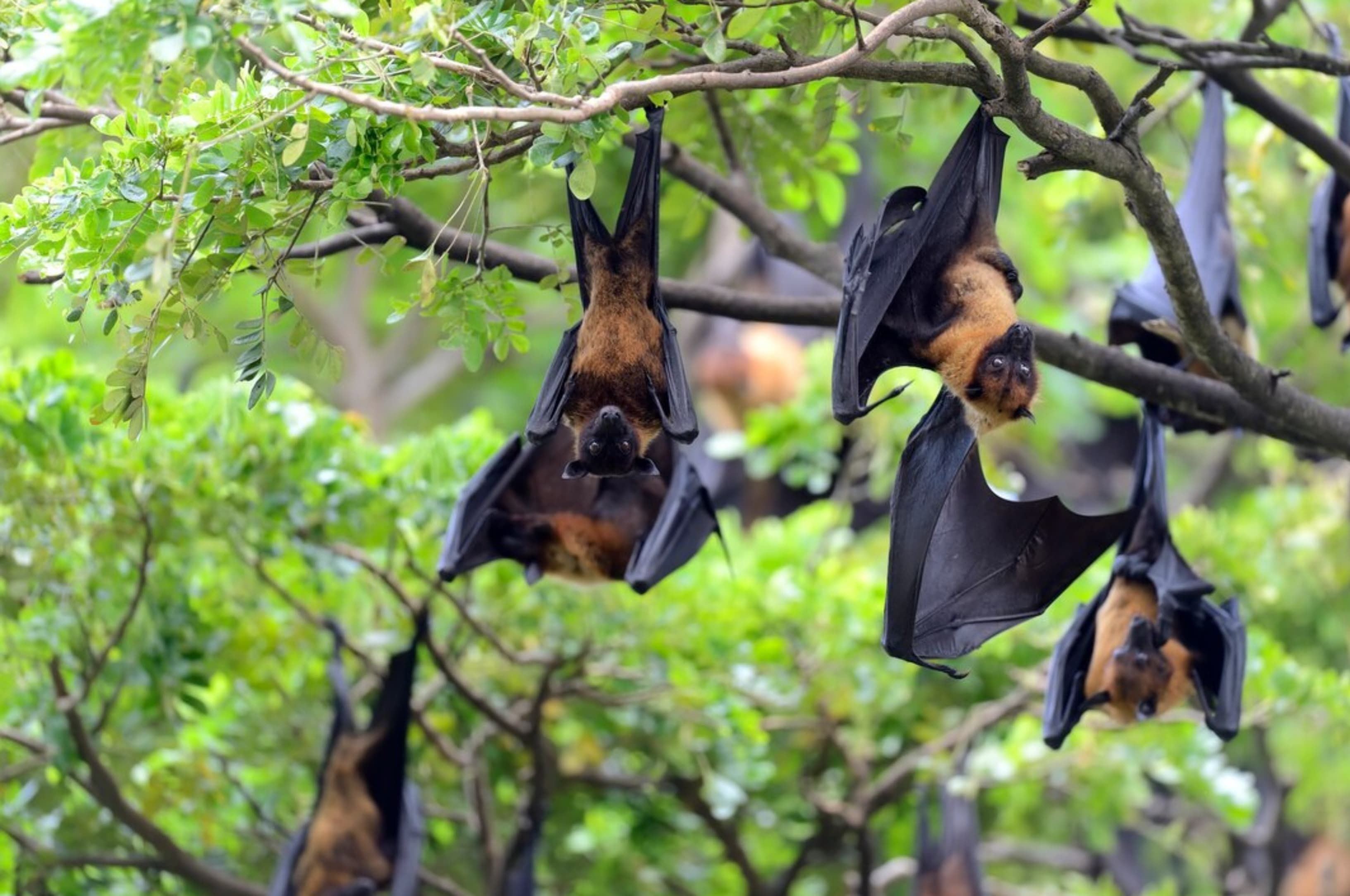 Terkuak, Sejarah Penamaan Virus Nipah dari Desa di Malaysia Bukan India