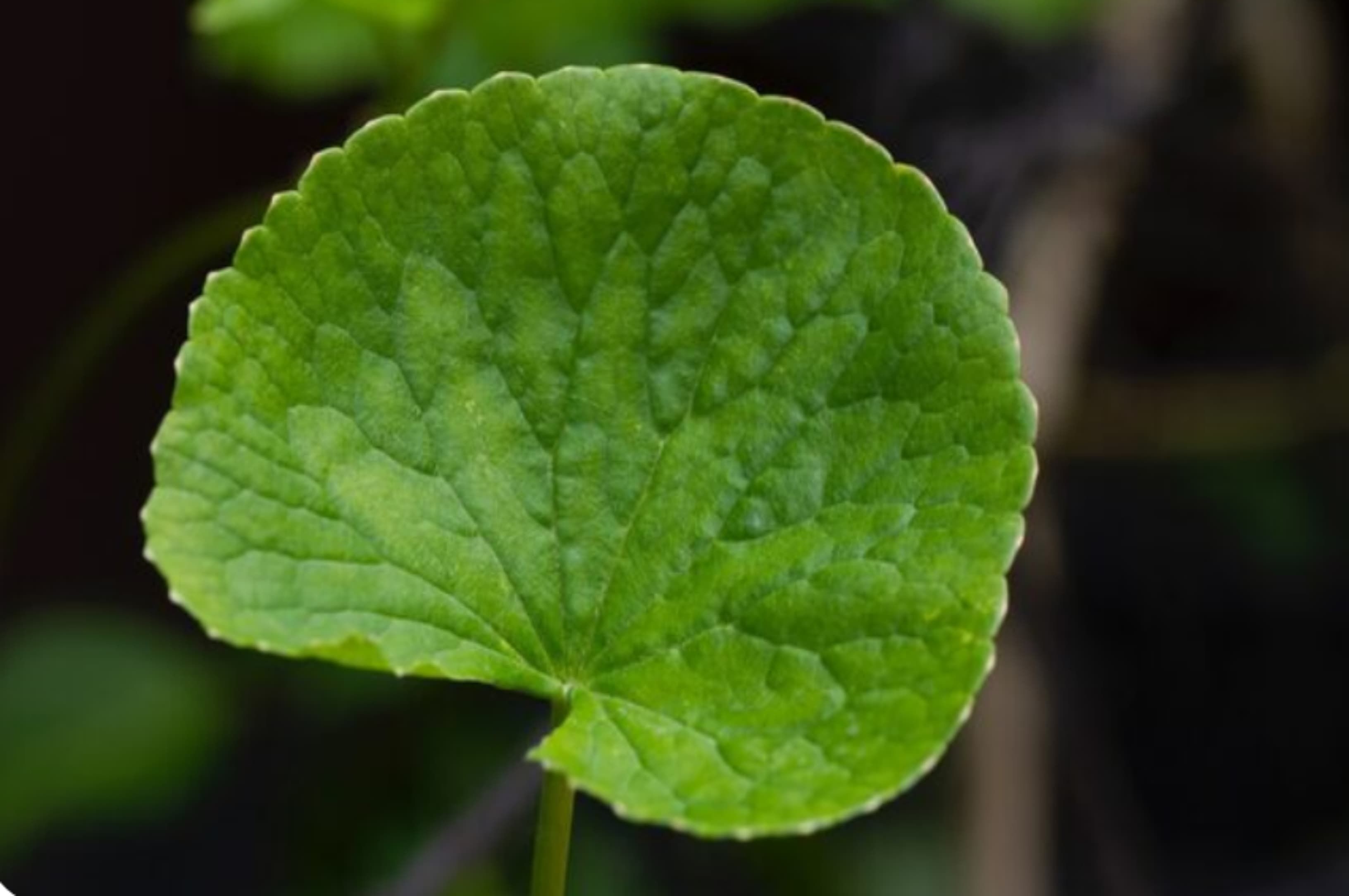 Pegagan, Tanaman Herbal Serbaguna untuk Kulit Sehat dan Otak Lebih Kuat