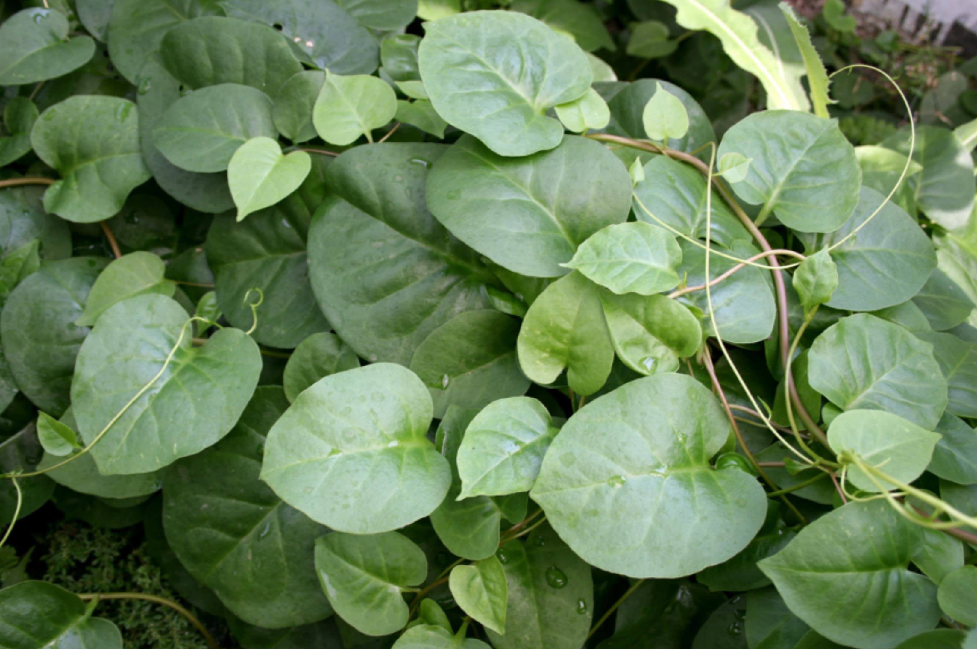 Kehebatan Daun Binahong, Herbal Alami dengan Banyak Manfaat untuk Kesehatan