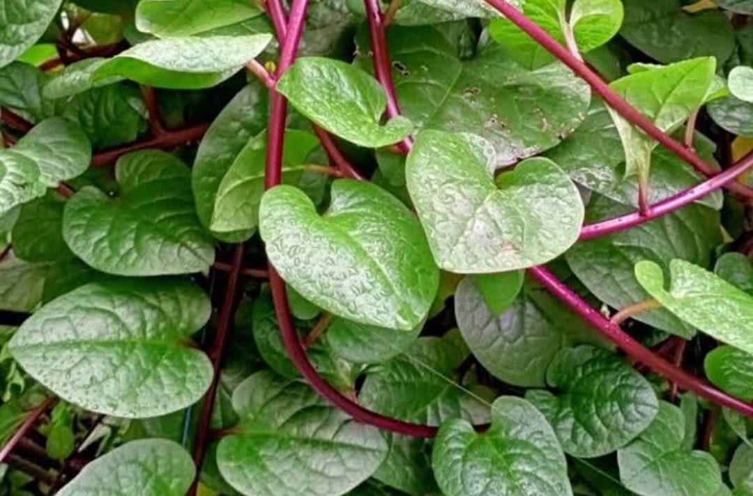 Mengapa Obat Herbal Binahong Sangat Mahal di Pasaran? Cek Fakta Dibaliknya