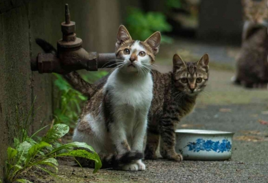 350 Kucing Stray di Jakarta Disterilisasi, Pemilik Bawa 100 Botol Plastik