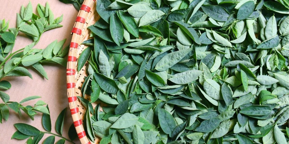 10 Manfaat Daun Katuk Bagi Kesehatan, dari Produksi ASI Hingga untuk Diet
