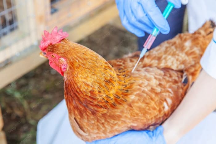 Ayam Terlihat Lebih Besar dan Basah? Hati-Hati, Bisa Jadi Ini Ciri Ayam Suntik!