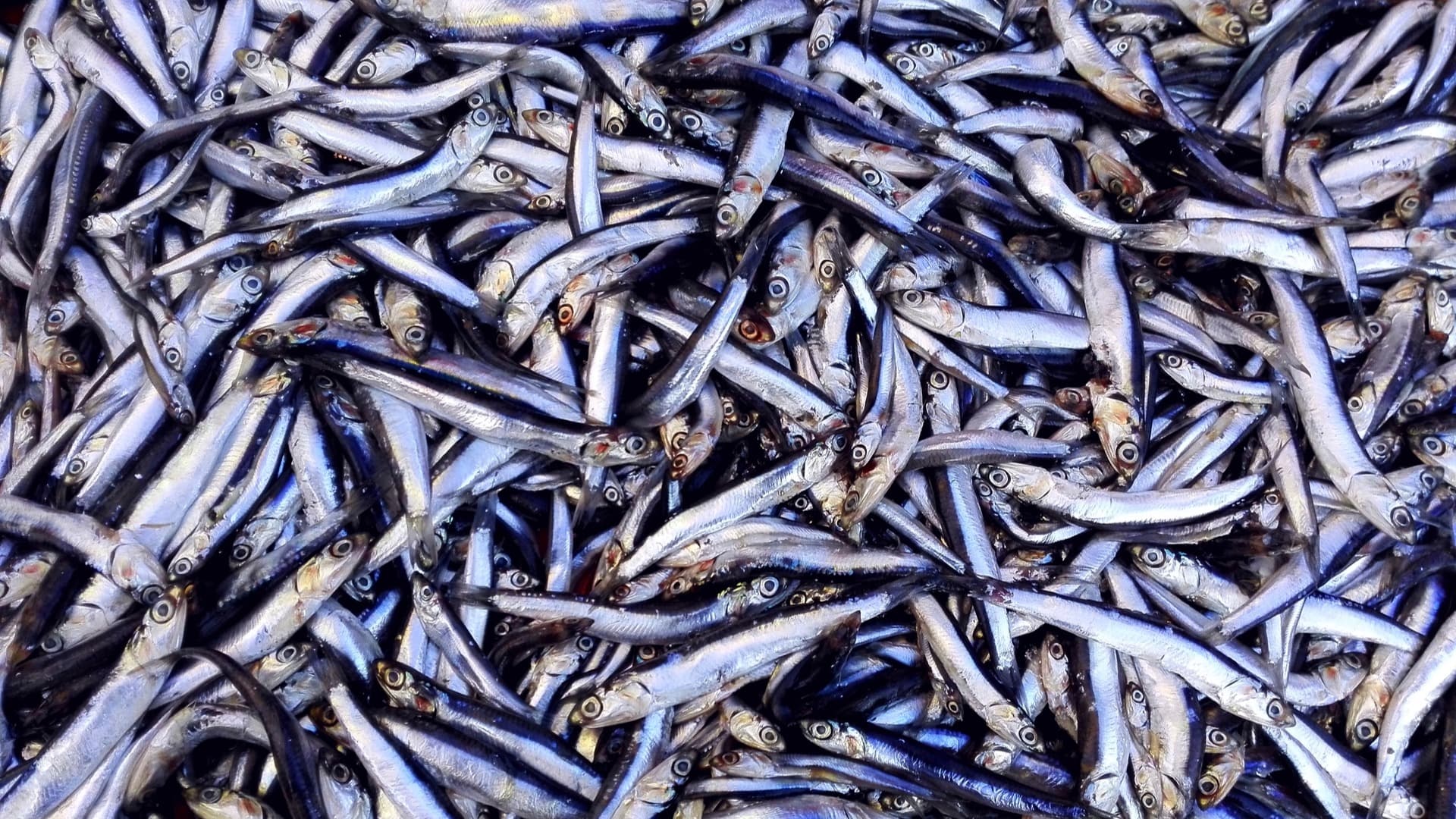 Memiliki Kandungan Nutrisi yang Luar Biasa, Berikut 3 Manfaat dari Ikan Teri yang Jarang Diketahui