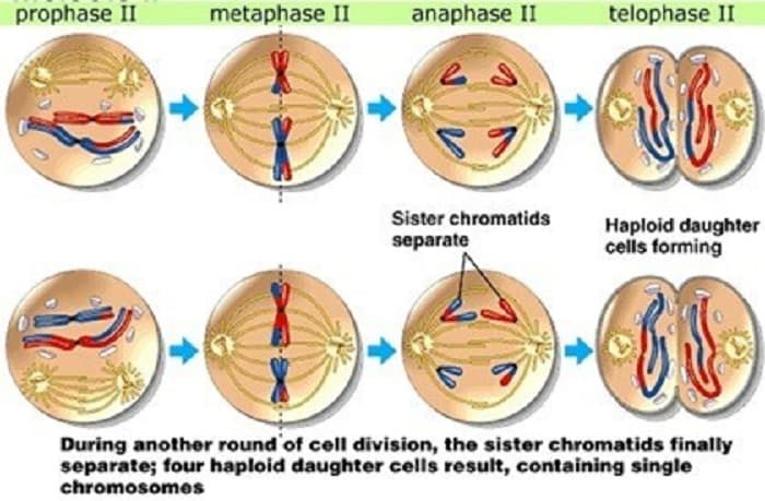 Proses Pembelahan Meiosis, dan Perbedaannya dengan Mitosis? Dalam Pelajaran Biologi Kelas 12