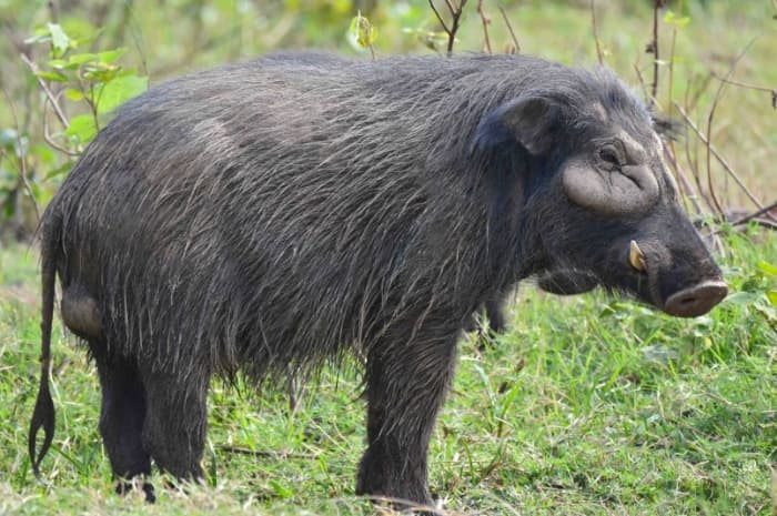 Geger! Babi Hutan Raksasa Nekat Nyemplung ke Bak Mandi di Rumah Warga Sukabumi