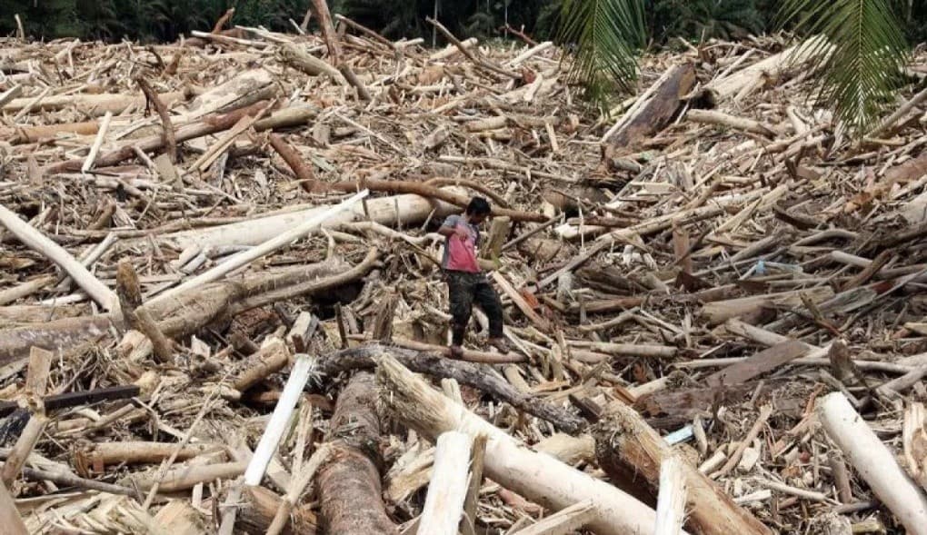 Kemenhut Selidiki Kayu Hanyut di Sumatera, Ungkap Modus Canggih Pencucian Kayu Ilegal