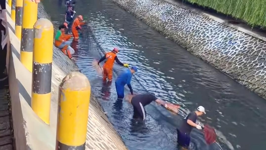 Gubernur Pramono Anung Instruksikan PPSU Buru Ikan Sapu-Sapu di Sungai Jakarta, Ternyata Ini Alasannya!