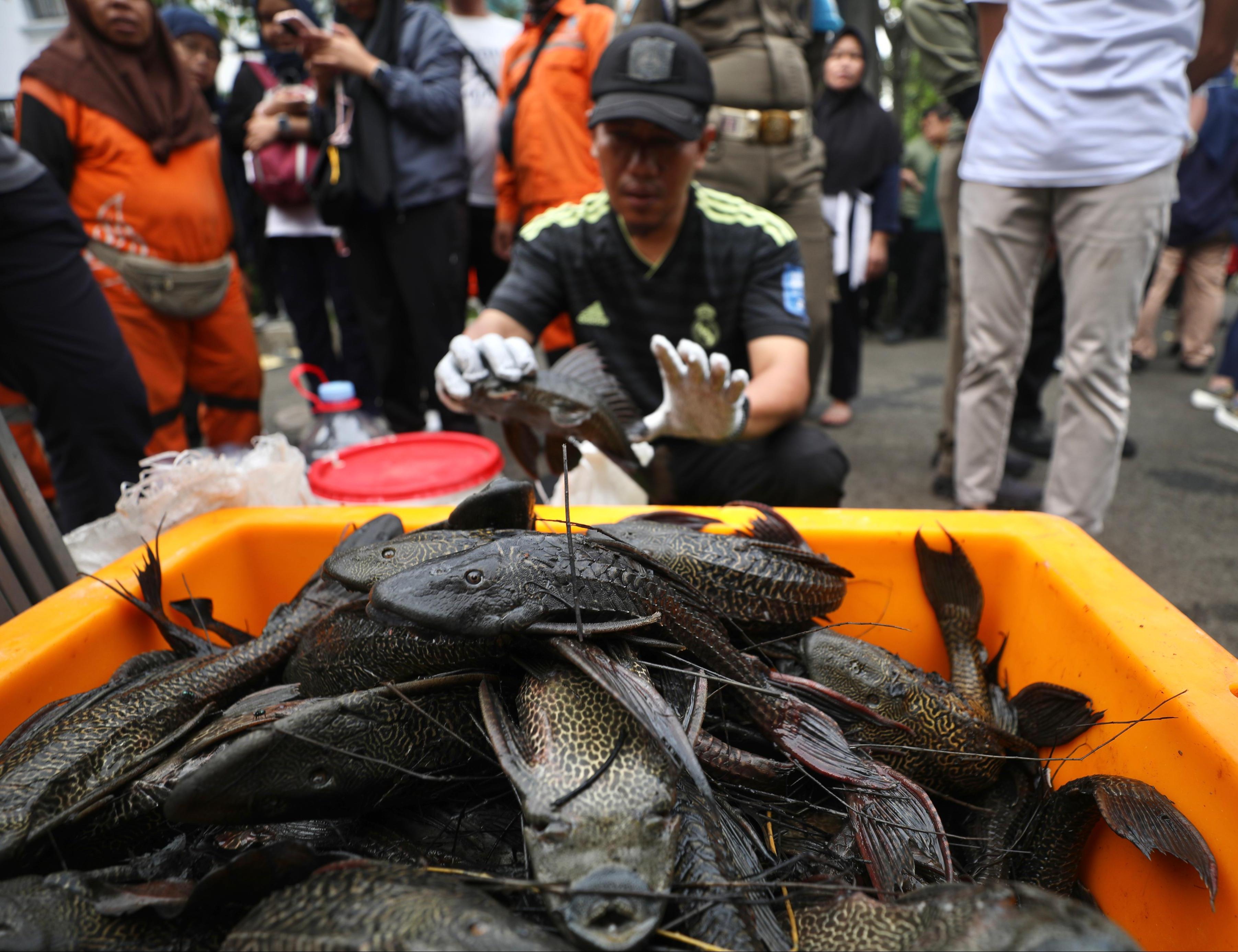Belajar dari Teknologi Brasil, Wagub Rano Kaji Inovasi Olah Tangkapan Ikan Sapu-Sapu Menjadi Arang