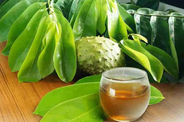 Daun Sirsak Tidak Sekadar Herbal Biasa, Manfaatnya Bikin Kaget
