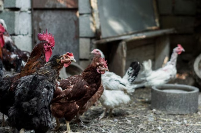 Termasuk Ayam, Inilah 5 Hewan yang Mudah Diternak di Rumah dengan Lahan Sempit