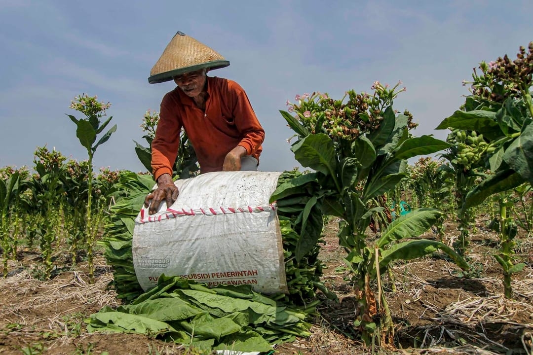 Kementan Sebut Modifikasi Kadar Nikotin Tembakau Butuh Riset 30 Tahun, Khawatirkan Dampak bagi Petani