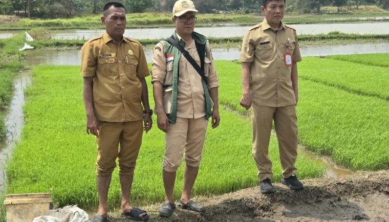 Dukung Pertanian Modern, DPKP Kabupaten Tangerang Uji Coba Tanam Padi Sistem Tabela, Ini Cara dan Keunggulannya!