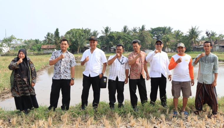 Wujudkan Desa Mandiri Pangan, Pemkab Tangerang Jadikan Demplot Padi Sawah di Desa Pangejahan Sebagai Percontohan