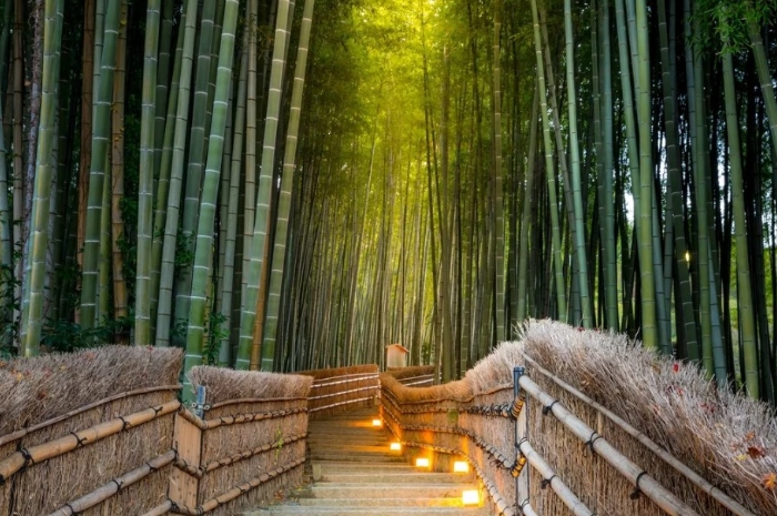 Bukan Sekadar Coretan, 350 Bambu Arashiyama Rusak Akibat Vandalisme Wisatawan