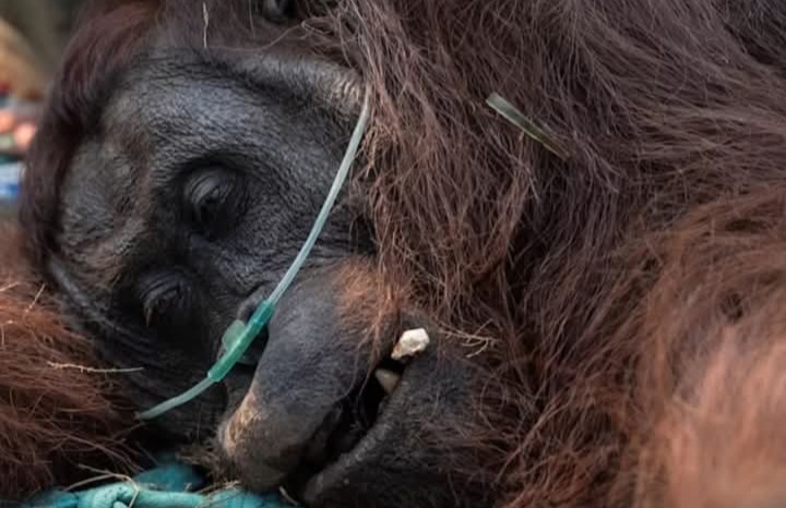 Terpapar Asap Karhutla di Kalbar, Orang Utan Sempurna Akhirnya Mati