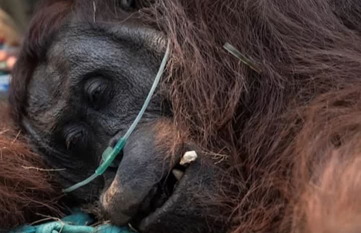 Terpapar Asap Karhutla di Kalbar, Orang Utan Sempurna Akhirnya Mati