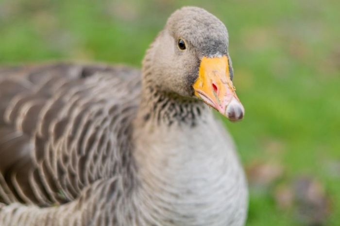 Jangan Tertipu Orang yang Selalu Terlihat Kuat, Bisa Jadi Ia Sedang Mengalami Fenomena Duck Syndrome