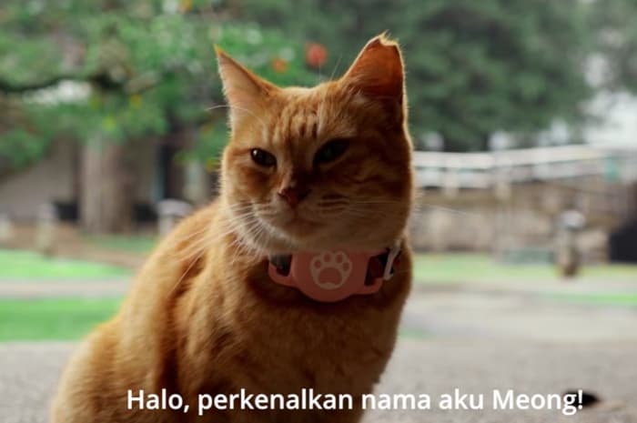 Siti, Kucing Kampus yang Antar Film Mahasiswa ITB Berjudul "Meong!" Menang di Festival Internasional