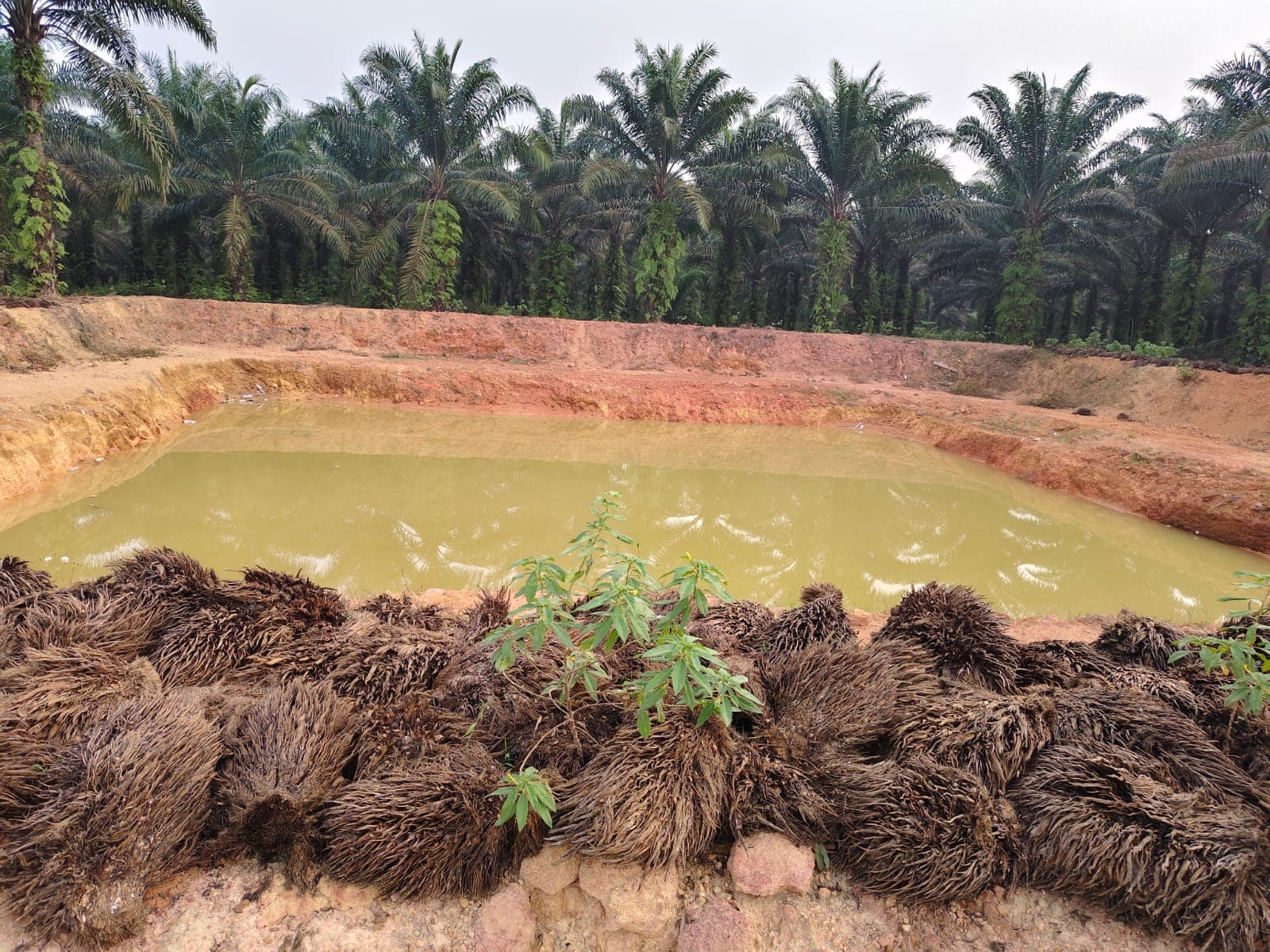 PT SMS Bantah Ubah Kebun Mitra Jadi Galian C, Tegaskan Bahwa Itu Pembangunan Embung Untuk Bantu Perumahan Dan Kebun Warga Untuk Hadapi Karhutla