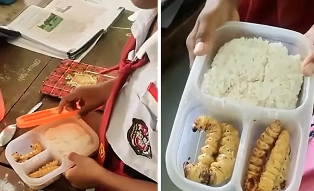 Makan Ulat Sagu, Bentuknya Menjijikkan Tapi Kaya Manfaat Bagi Kesehatan, Ini 5 di Antaranya