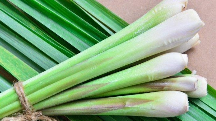 Tidak Hanya Menambah Aroma Masakan, Ini 6 Manfaat Batang Serai untuk Kesehatan Tubuh