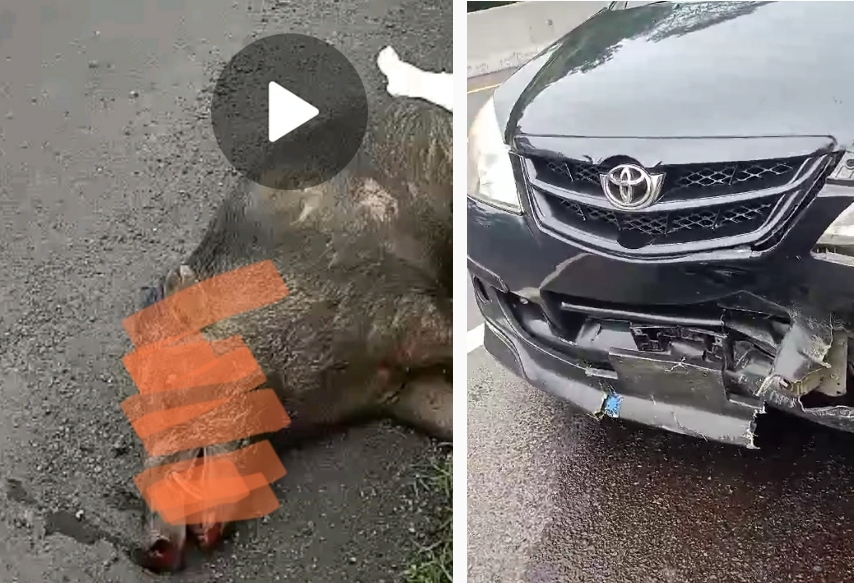 WASPADA! Babi Loncat Tabrak Avanza di Tol Cipali, Ini Penampakan Mobil Bagian Depan Penyok