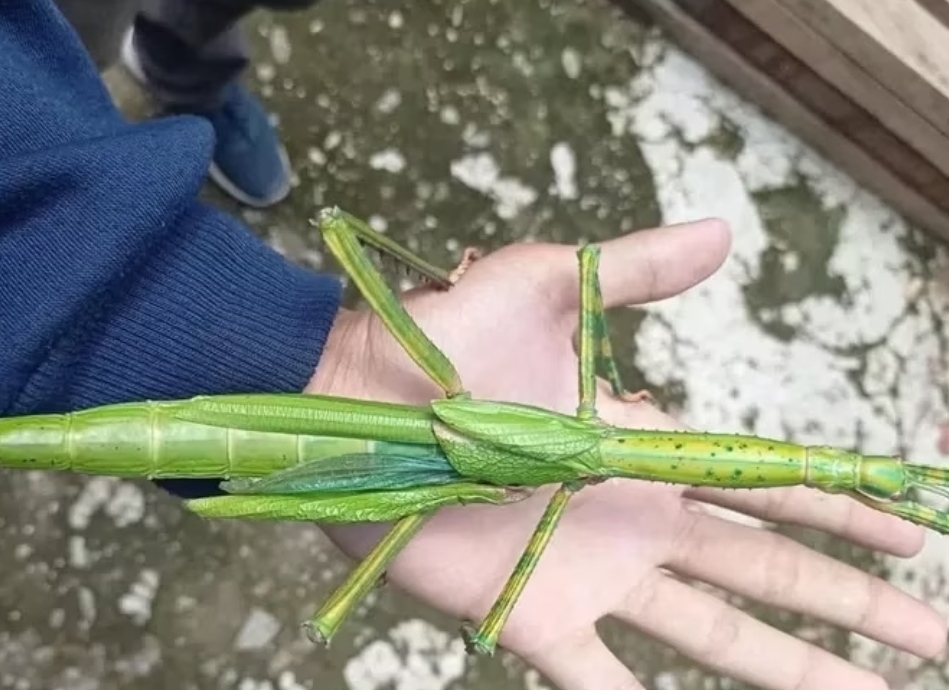 Wow! Serangga Raksasa NTT Ditemukan Pemuda, Berikut Ciri Warna, Bentuk Kaki dan Mata