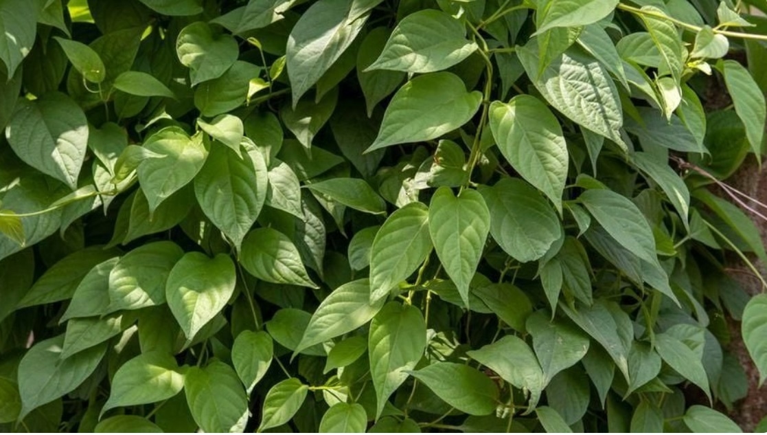 8 Manfaat Daun Kentutan atau Sembukan Sebagai Obat Herbal, dari Pereda Batuk hingga Mencegah Kanker